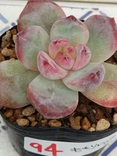 94 ももりん⑩／ミックスベリア　多肉植物