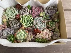 多肉植物　寄せ植えセット　詰め合わせ　カット苗