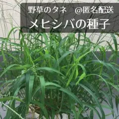 にゃんこ様 リクエスト 2点 まとめ商品