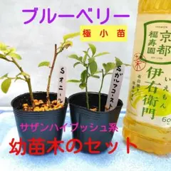 とみー様 リクエスト 2点 まとめ商品