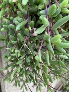 多肉植物　ルビーネックレス　カット苗