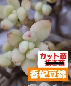 【香妃豆錦⑥】 カット苗 エケベリア セダム 多肉植物 群生 寄せ植え つぶつぶ