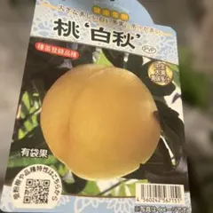 つばき 花芙蓉はなふよう 接木苗木5年生 6号 宅急便より鉢植えのまま