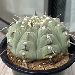 一本刺バッテリー 実生 大株 ギムノカリキウム サボテン 多肉植物のサムネイル