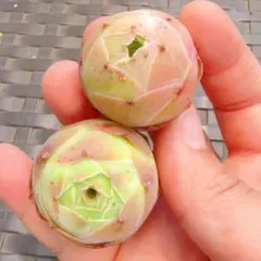 グリーノビア　アエオニウム　パンドラ　二苗のサムネイル