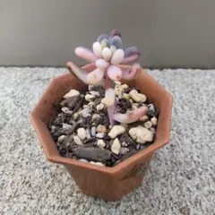 tomirio様 リクエスト 2点 まとめ商品