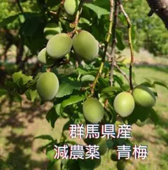 トサカ様 山梨県産 3kg 新鮮 中熟～完熟 甲州小梅 - メルカリ