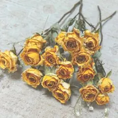 ☆ミニ＆チャビーLOVE☆様専用 ドライフラワー