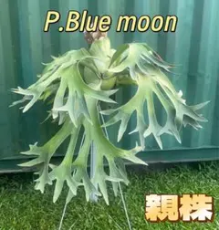 み*ゃ様 ビカクシダP. Blue queen x Harvest moon s - メルカリ