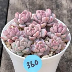 Reuse-san様 リクエスト 2点 まとめ商品