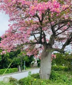 20個増量版✤珍奇植物✤パラボラッチョ・種と綿・レアです。のサムネイル