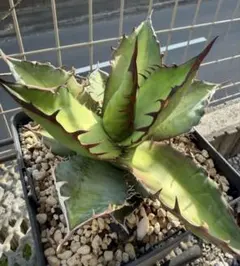 無名　アガベのサムネイル