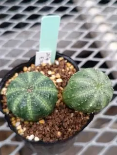 Aoi SHOP【お値下げ交渉可能⭐️】様 リクエスト 2点 まとめ商品