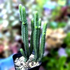 多肉植物♡7本に新芽出♪ムスコーサ♪青鎖竜（抜き苗）
