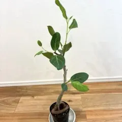 B級品/大型観葉植物】濃緑色の葉色が美しい♪フィカス ロブスター10号