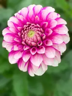 2026年最新】ナマハゲ ダリアの人気アイテム - メルカリ