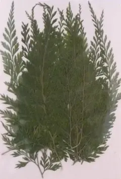 押し花素材パック　シダ18個入 No1014