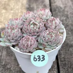 ＊あめ＊　次発送9日(月)予定様 リクエスト 2点 まとめ商品