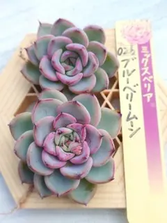 そらのママ様ご専用《速達便ブルーベリームーンカキコ（微根）ミックスベリア　札無し