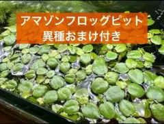 《他種おまけ付！》アマゾンフロッグピット中小15株《スネールなし/無農薬》のサムネイル