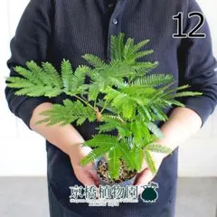 ネムノキ白斑入り エバーフレッシュ ③ポットごと発送 - メルカリ