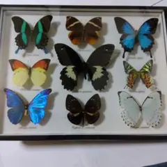 2025年最新】オオルリアゲハの人気アイテム - メルカリ