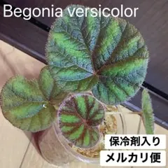 ひよこ様専用❣️Begonia incisa ベゴニア インキサ❣️斑入り 原種