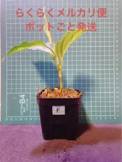 特選美株　アグラオネマ　ピクタム トリカラー　鉢ごとメルカリ便 特選美株 アグラオネマ ピクタム トリカラー 鉢ごとメルカリ便