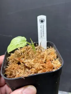 アーク様 リクエスト 2点 まとめ商品