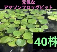 アマゾンフロッグピット(psb 光合成細菌　ホテイアオイ　ホテイソウ　アナカリスのサムネイル