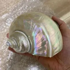 2026年最新】夜光貝 貝殻の人気アイテム - メルカリ