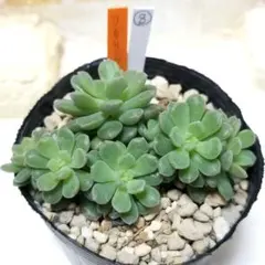 ナカちゃん様 リクエスト 2点 まとめ商品