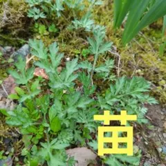 天然ヨモギハーブ抜き苗20本＋有り無農薬よもぎ餅よもぎ酵素よもぎ