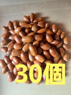どんぐり　マテバシイ　30個