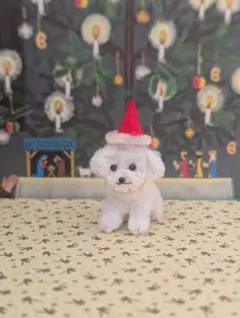 モールアート　ぬいぐるみ　ミニチュア　マルチーズ　ビションフリーゼ　トイプー　犬