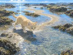 砂漠の猫と潮だまりの幻想的なイラスト　d21