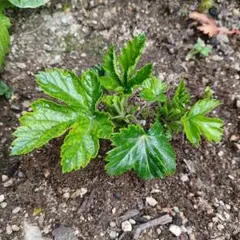 カジイチゴ苗　イチゴ苗　抜き苗　2苗　トゲなし　無農薬栽培