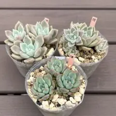 多肉植物3点セット⑩のサムネイル