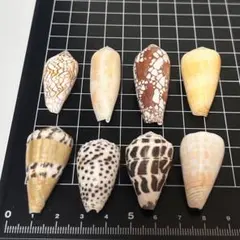 イモガイ科 イモガイ まとめ売り 貝殻標本 小さな貝殻 ヤドカリのお宿 置物