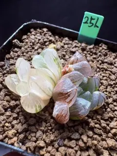 ハオルチア 大型黒水晶オブツーサ錦 - メルカリ
