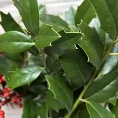 節分！無農薬新鮮ヒイラギの葉 20cm前後 ネコポスいっぱい　らいまる様専用