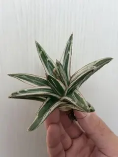 2025年最新】アガベ 氷山の人気アイテム - メルカリ