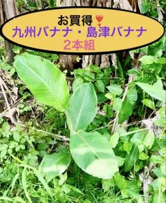 おミツさん　九州バナナ・島津バナナ耐寒性 九州バナナ 島津バナナ 耐寒性2本組苗 - メルカリ