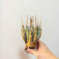 ま*ん様 【サービス出品！】③ハイクオリティのエボリスピナ！ベアルート株・陽炎 2025年最新】エボリスピナ 陽炎の人気アイテム - メルカリ