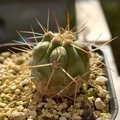 2025年最新】コピアポア コルムナアルバの人気アイテム - メルカリ