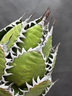 2026年最新】アガベ ホリダ（agave horrida ）の人気アイテム - メルカリ