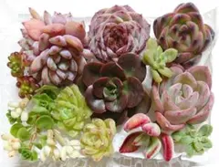 【多肉の寄せ植えセット（の）】 カット苗 多肉植物 エケベリア セダム 小苗