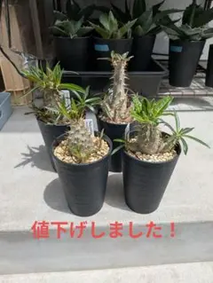 パキポディウム タッキー 縮れ 獅子葉 管理E - メルカリ