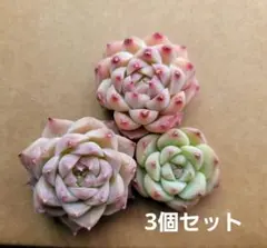 【速達】LUUP様 リクエスト 2点 まとめ商品