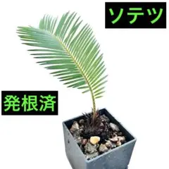 2026年最新】ソテツ 子株の人気アイテム - メルカリ